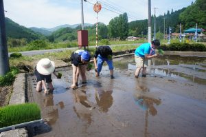 田んぼ研修2016　１回目「田植え」